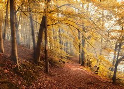 Jesień, Las, Drzewa, Skarpa, Ścieżka, Opadłe, Liście