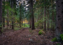 Ścieżka pod drzewami w lesie iglastym