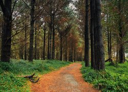 Ścieżka pod drzewami w lesie
