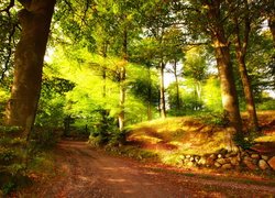 Ścieżka pod drzewami w słońcu