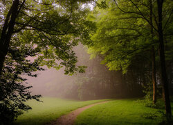 Ścieżka pod drzewami w zamglonym lesie