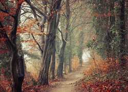 Ścieżka pomiędzy drzewami jesienią