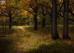 Ścieżka pomiędzy drzewami w jesiennym lesie