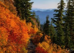 Góry, Jesień, Drzewa, Roślinność, Ścieżka