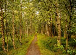 Ścieżka pośród brzóz w zielonym lesie