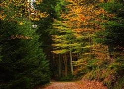 Ścieżka pośród drzew w jesiennym lesie