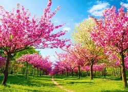 Ścieżka pośród kwitnących drzew