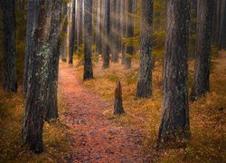 Ścieżka pośród wysokich drzew w rozświetlonym lesie