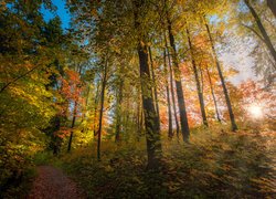 Las, Drzewa, Lato, Promienie słońca, Ścieżka