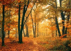 Jesień, Las, Drzewa, Roślinność