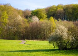 Ścieżka przez łąkę do wiosennego lasu