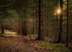 Norwegia, Region Rogaland, Gmina Sandnes, Las, Ścieżka, Drzewa, Przebijające światło
