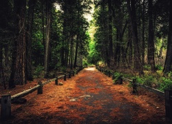 Stany Zjednoczone, Stan Kalifornia, Park Narodowy Yosemite, Droga, Las, Drzewa, Ogrodzenie