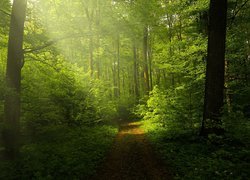Ścieżka przez rozświetlony zielony las