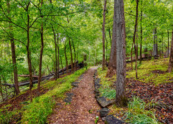 Ścieżka przez zielony las liściasty