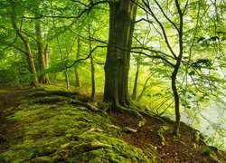 Ścieżka przez zielony las