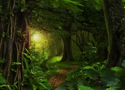 Ścieżka w dżungli wśród drzew i przebijające światło