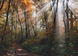 Jesień, Las, Drzewa, Ścieżka, Promienie słońca, Przebijające światło