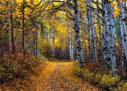 Las, Brzozy, Krzewy, Ścieżka, Liście, Jesień