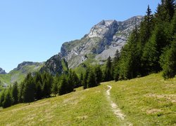 Ścieżka w kierunku gór na leśnej polanie