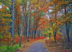 Las, Drzewa, Kolorowe, Liście, Ścieżka, Jesień