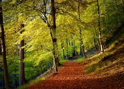 Ścieżka w lesie pokryta liśćmi
