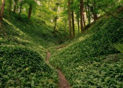 Ścieżka w lesie pomiędzy zielonymi roślinami