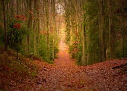Ścieżka w lesie pośród suchych liści