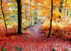 Ścieżka w lesie przysypana liśćmi