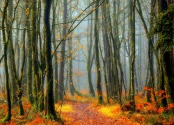 Jesień, Las, Drzewa, Ścieżka, Mgła
