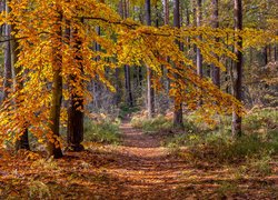 Ścieżka w lesie usłana liśćmi
