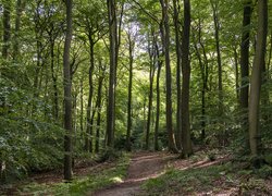 Ścieżka w liściastym lesie