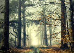 Ścieżka w mglistym lesie