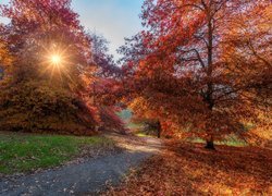 Park, Jesień, Drzewa, Promienie słońca, Ścieżka, Liście