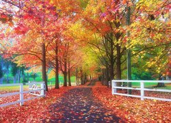 Jesień, Park, Drzewa, Ścieżka, Opadłe, Liście, Ogrodzenie