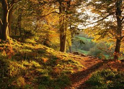 Ścieżka w słonecznym jesiennym lesie