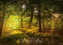 Ścieżka w słonecznym zielonym lesie