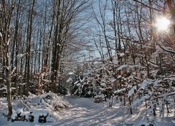 Zima, Las, Drzewa, Ścieżka, Gałęzie, Śnieg, Promienie słońca