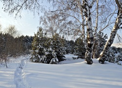 Zima, Ścieżka, Brzozy, Las