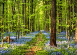 Ścieżka w wiosennym lesie