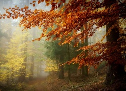 Ścieżka w zamglonym jesiennym lesie