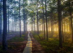 Ścieżka w zamglonym lesie w promieniach słońca