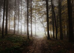 Ścieżka w zamglonym o poranku lesie iglastym