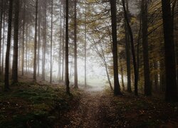 Las, Ścieżka, Mgła, Poranek, Drzewa