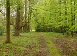 Ścieżka w zielonym lesie liściastym