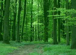 Ścieżka w zielonym wiosennym lesie