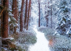 Zima, Śnieg, Las, Drzewa, Zaśnieżona, Ścieżka