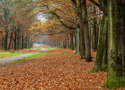 Ścieżka wśród drzew w jesiennym lesie