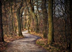Ścieżka wśród drzew w lesie