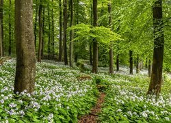 Ścieżka wśród kwiatów w zielonym lesie